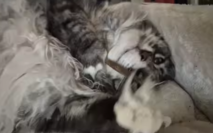 Review by Tyrone Balistreri