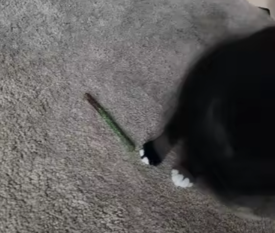 Review by Trey Pouros