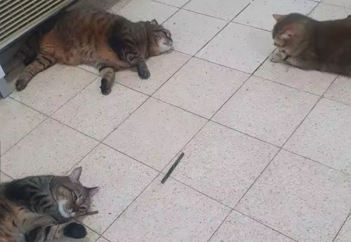 Review by Virgil Buckridge