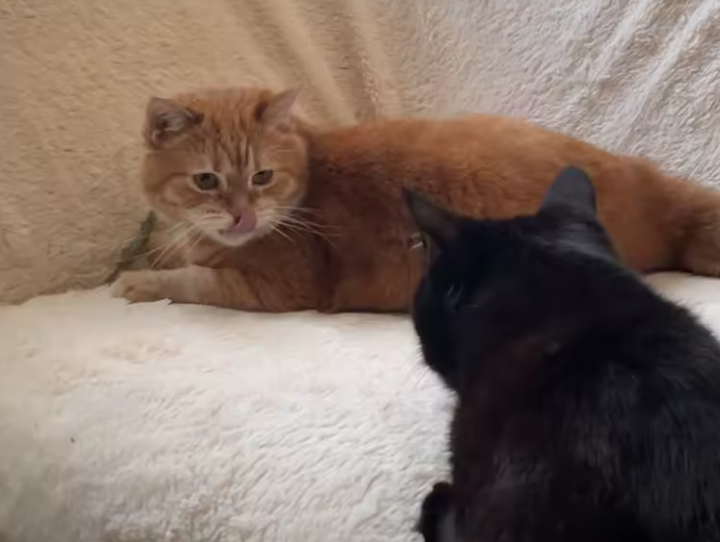 Review by Doug Marks